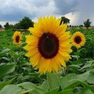 Sun Spot Dwarf Cola Sunflower Seeds Fresh Seeds Fast Shipping