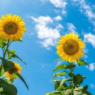 Sunflower #13 Skyscraper Fresh Seeds Fast Shipping