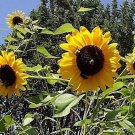 Sunflower #23 Fresh Seeds Fast Shipping