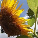 Sunflower #3 Fresh Seeds Fast Shipping