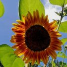 Sunflower #5 Fresh Seeds Fast Shipping