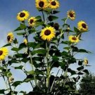 Sunflower #8 Grows Like A Tree Fresh Seeds Fast Shipping