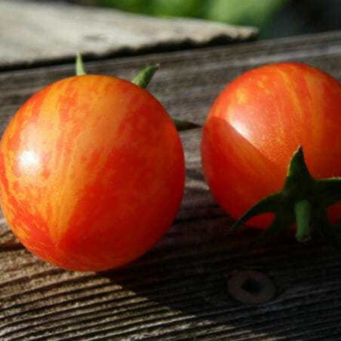 Sunrise Tiger Bumble Bee Tomato Fresh Seeds Fast Shipping