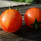 Sunrise Tiger Bumble Bee Tomato Fresh Seeds Fast Shipping