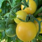 Super Snow White Cherry Tomato Seeds Fresh Seeds Fast Shipping