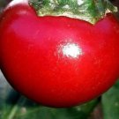 Sweet Cherry Pepper Seeds Fresh Seeds Fast Shipping