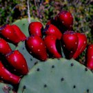 Sweet Red Prickly Pear Cactus Fruit 10 Seeds Indian Fig Hardy To Zone 4 Fresh Seeds Fast Shipping