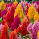 Tall Feather Celosia Many Bright Color Fresh Seeds Fast Shipping