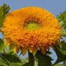 Tall Orange Sun Teddy Bear Sunflower Fresh Seeds Fast Shipping