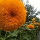 Tall Orange Sun Teddy Bear Sunflower Seeds Fresh Seeds Fast Shipping