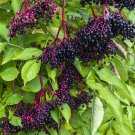 Ten Whole Elderberry Seeds Pods Each With 35 Seeds Inside Fresh Seeds Fast Shipping