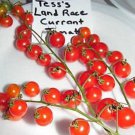 TessS Land Race Currant Tomato Seeds Fresh Seeds Fast Shipping