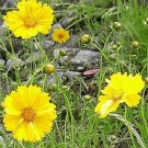 Tickseed Lance Leaved Coreopsis Seeds Fresh Seeds Fast Shipping