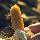 Tiny Kernel Popcorn Fresh Seeds Fast Shipping