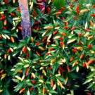 Tobasco Pepper Seeds Fresh Seeds Fast Shipping