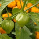 Toma Verde Tomatillo Seeds Fresh Seeds Fast Shipping