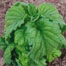 Tuscany Specialty Basil Seeds Fresh Seeds Fast Shipping