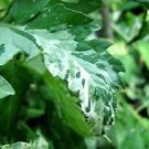 Variegate Tomato Seeds Variegate Leave Fresh Seeds Fast Shipping
