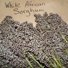 White African Sorghum Seeds Fresh Seeds Fast Shipping
