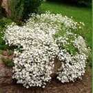 White BabyS Breath Seeds Fresh Seeds Fast Shipping