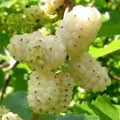 White Mulberry Tree Seeds Fresh Seeds Fast Shipping