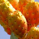 Yellow Cactus Fruit Seeds Fresh Seeds Fast Shipping
