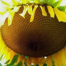 Yellow Giant Sunflower Fresh Seeds Fast Shipping