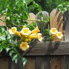 Yellow Hummingbird Trumpet Vine Seeds Fresh Seeds Fast Shipping