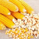 Yellow Popcorn Seeds Fresh Seeds Fast Shipping