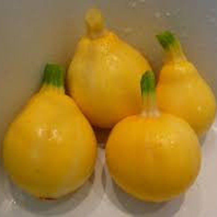 Yellow Round Lemon Squash Seeds Fresh Seeds Fast Shipping