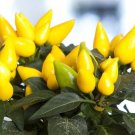 Yellow Salsa Pepper Seeds Fresh Seeds Fast Shipping