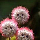 50 Pcs Cat's eye dazzle flower Red Cat Face flower Seeds