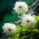 50 Pcs Cat's eye dazzle flower Curly White flower Seeds
