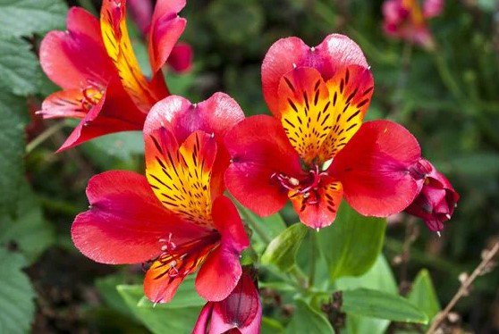 50 Pcs Alstroemeria Pulchra Sunset Red Flower Seeds