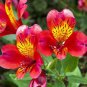50 Pcs Alstroemeria Pulchra Sunset Red Flower Seeds