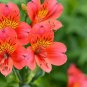 50 Pcs Alstroemeria Pulchra Sunset Red Flower Seeds