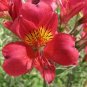 50 Pcs Alstroemeria Pulchra Sunset Red Flower Seeds