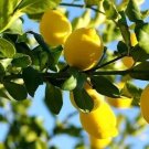 LEMON MEYER, BASE BALL SIZE FRUIT- NO SHIPPING TO CA. ONLY TO USA.
