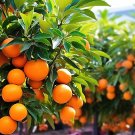ORANGE TREE, NAVELATE ORANGE TREE, 2 TO 3 FT TALL, NO SHIPPING TO CA,  SHIPPING ONLY USA