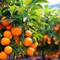 ORANGE TREE, NAVELATE ORANGE TREE, 2 TO 3 FT TALL, NO SHIPPING TO CA,  SHIPPING ONLY USA