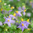 Solanum Trilobatum Seeds Pack - 10 Pcs, Grow Your Own Herbal Remedy