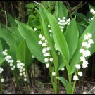 10 Lily of the Valley roots May Lily, May Bells (Convallaria majalis)