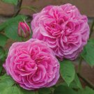 Gertrude Jekyll Shrub Fragrant Rose Seeds 10Count