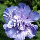 50 Pcs Purple Double Rose of Sharon Flower Seeds