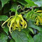 Ylang Ylang Flower Vine, 5 Ylang Ylang Tree Vine Seeds, CANANGA ODORATA