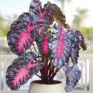 Philodendron Black cherry Pink Princess darker variegation house plant in 3" pot