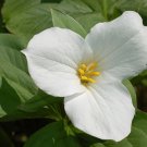12 white trillium root systems,Trillium grandiflorum
