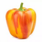 10 Sunset Aloha Red Yellow Bell Pepper Seeds Organic Fresh Seeds