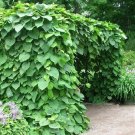 Dutchmans Pipe Vine Seeds Aristolochia durior 15 Seeds Fresh Seeds