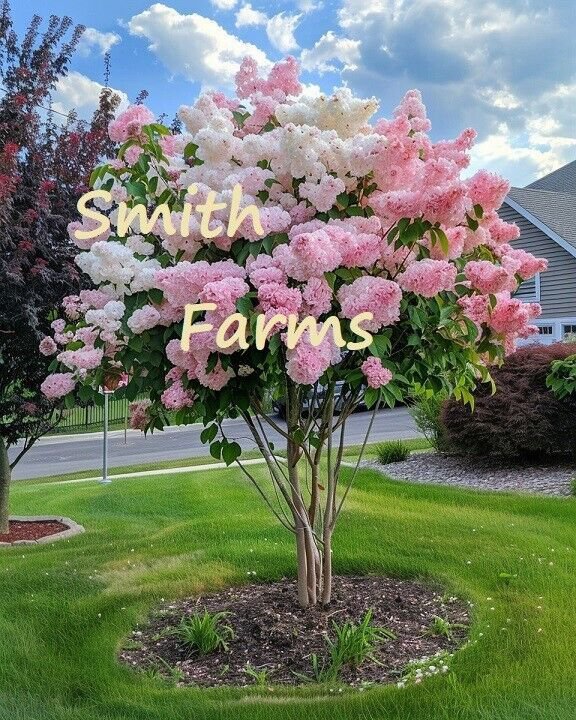 25 Seeds Pink White Hydrangea Tree Flowers Hydrangea Paniculata Fresh Seeds